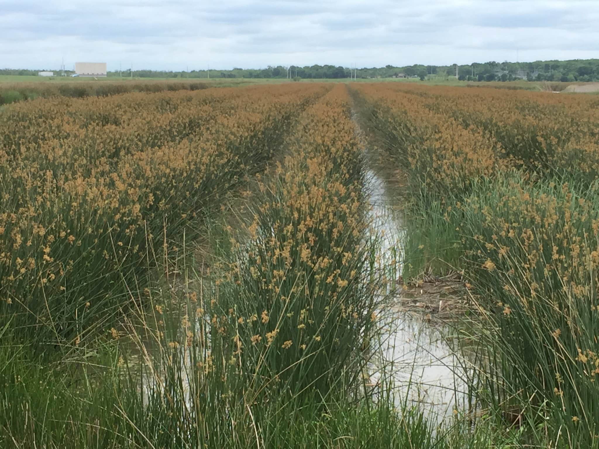 Wetlands Restoration and Ecological Recovery